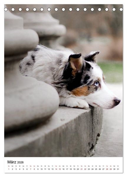 Produktbild: Australian Shepherd - Beste Freunde (Tischkalender 2026 DIN A5 hoch), CALVENDO Monatskalender