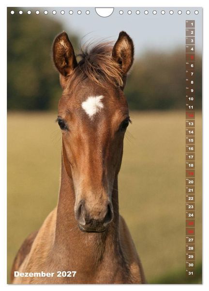 Produktbild: Fohlen im Portr&auml;t (Wandkalender 2027 DIN A4 hoch), CALVENDO Monatskalender