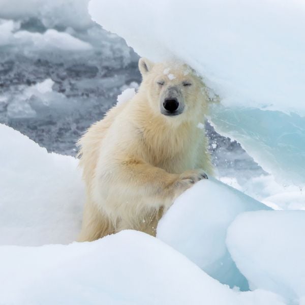 Produktbild: Eisb&auml;ren / Polar Bears 2027