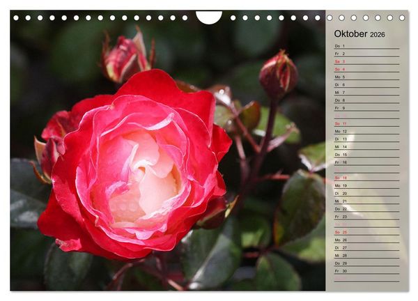 Produktbild: Rosensommer (Wandkalender 2026 DIN A4 quer), CALVENDO Monatskalender