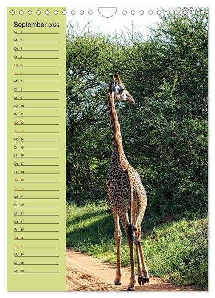 Produktbild: Giraffen. Voller Stolz und Grazie (Wandkalender 2026 DIN A4 hoch), CALVENDO Monatskalender