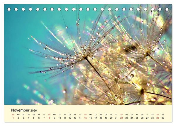 Produktbild: Naturjuwel Pusteblume (Tischkalender 2026 DIN A5 quer), CALVENDO Monatskalender