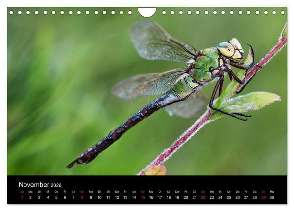 Produktbild: Libellen im Ried (Wandkalender 2026 DIN A4 quer), CALVENDO Monatskalender