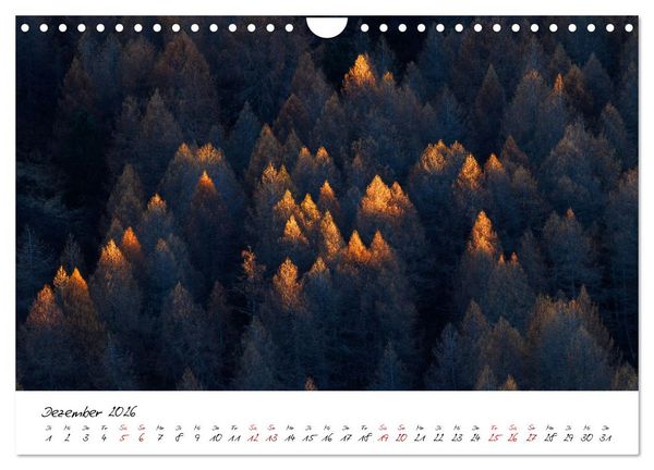 Produktbild: Im Atem der B&auml;ume (Wandkalender 2026 DIN A4 quer), CALVENDO Monatskalender