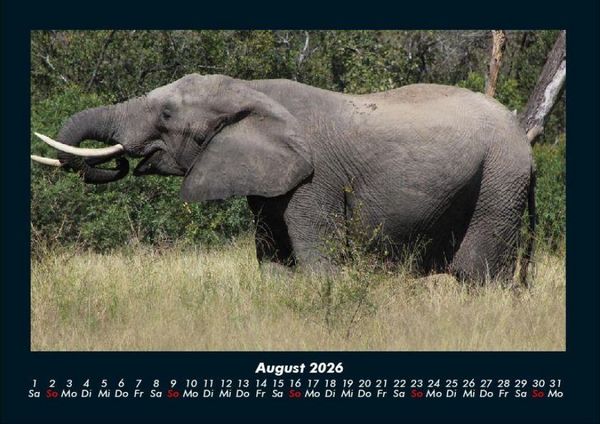 Produktbild: Elefanten Kalender 2026 Fotokalender DIN A4