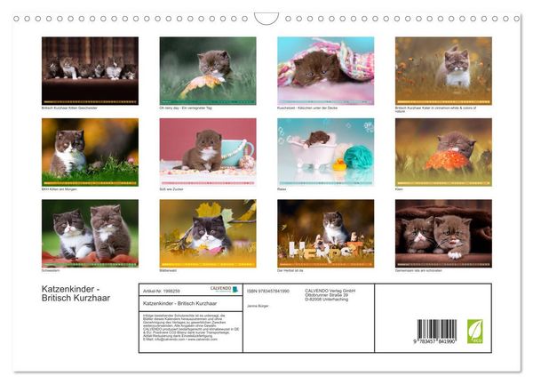 Produktbild: Katzenkinder - Britisch Kurzhaar (Wandkalender 2026 DIN A3 quer), CALVENDO Monatskalender