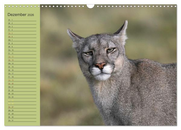 Produktbild: Wildlife S&uuml;damerika (Wandkalender 2026 DIN A3 quer), CALVENDO Monatskalender