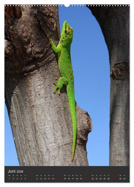 Produktbild: GECKOS (Wandkalender 2026 DIN A2 hoch), CALVENDO Monatskalender