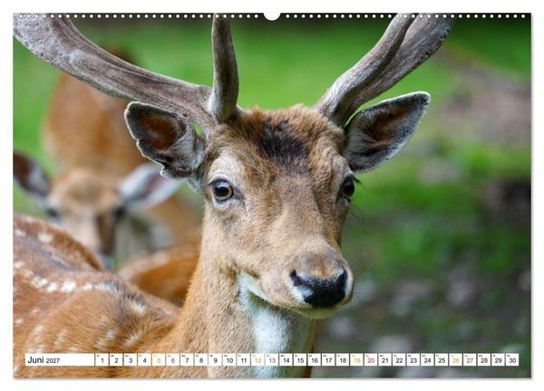 Produktbild: 12 Monate Natur (Wandkalender 2027 DIN A2 quer), CALVENDO Monatskalender