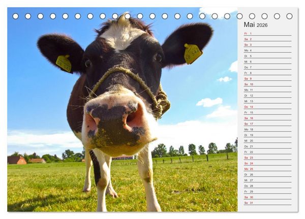 Produktbild: Die Kuh macht Muuuh! (Tischkalender 2026 DIN A5 quer), CALVENDO Monatskalender