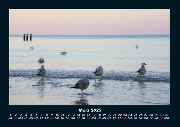 Produktbild: M&ouml;wen 2025 Fotokalender DIN A4