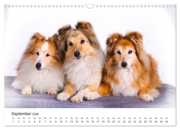 Produktbild: Shelties - Die zuckers&uuml;&szlig;en Vierbeiner. (Wandkalender 2026 DIN A3 quer), CALVENDO Monatskalender