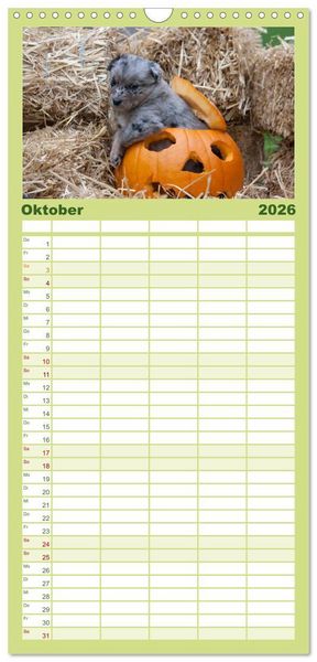 Produktbild: Familienplaner 2026 - Aussie Welpen 2026 mit 5 Spalten (Wandkalender, 21 x 45 cm) CALVENDO