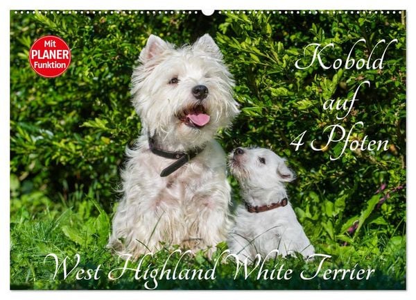 Produktbild: Kobold auf 4 Pfoten - West Highland White Terrier (Wandkalender 2026 DIN A2 quer), CALVENDO Monatskalender