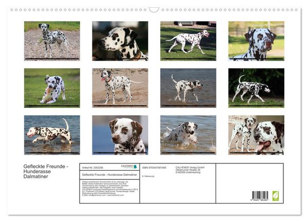 Produktbild: Gefleckte Freunde - Hunderasse Dalmatiner (Wandkalender 2026 DIN A2 quer), CALVENDO Monatskalender