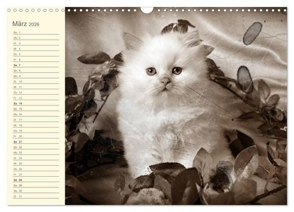 Produktbild: Oma's Katzenkalender 2026 (Wandkalender 2026 DIN A3 quer), CALVENDO Monatskalender