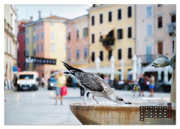 Produktbild: Wie ein Vogel in Rovinj! (hochwertiger Premium Wandkalender 2026 DIN A2 quer), Kunstdruck in Hochglanz
