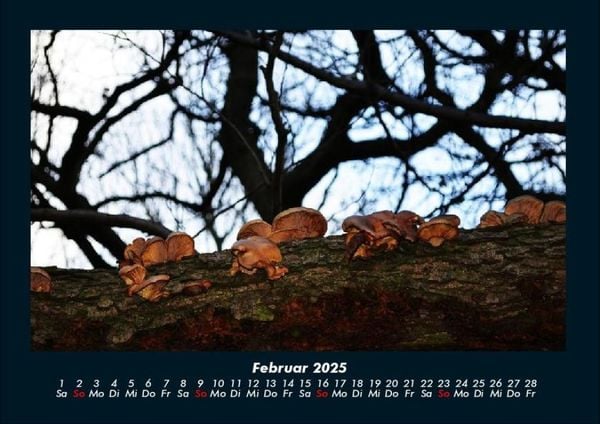 Produktbild: Pilzkalender 2025 Fotokalender DIN A4