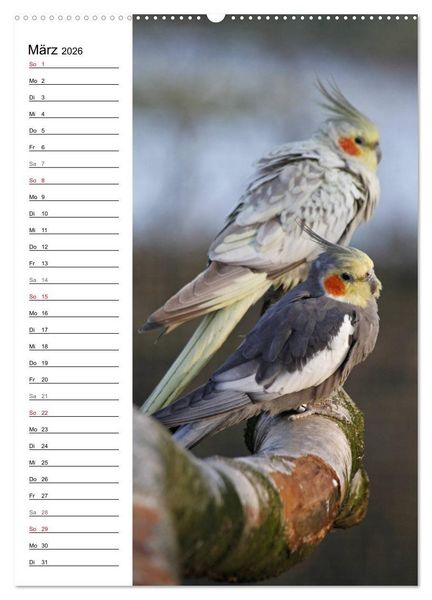 Produktbild: Der Nymphensittich-Terminplaner (hochwertiger Premium Wandkalender 2026 DIN A2 hoch), Kunstdruck in Hochglanz