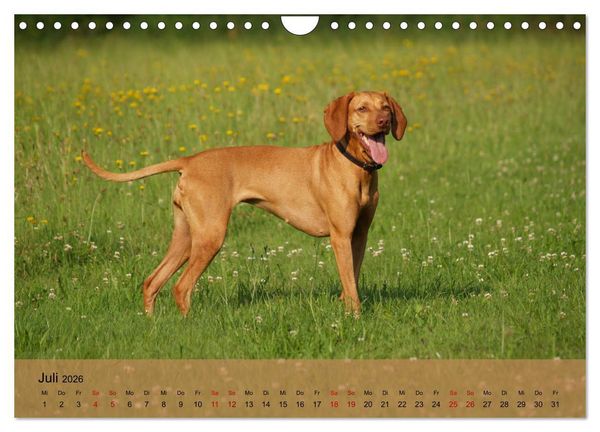 Produktbild: Magyar Vizsla - Ungarischer Vorstehhund (Wandkalender 2026 DIN A4 quer), CALVENDO Monatskalender