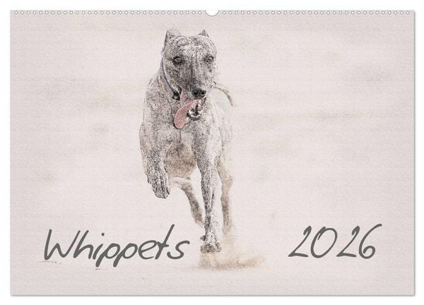 Produktbild: Whippet 2026 (Wandkalender 2026 DIN A2 quer), CALVENDO Monatskalender