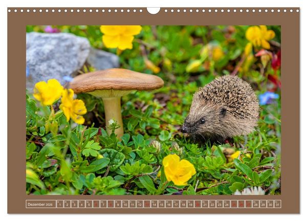 Produktbild: Wir sind die Stars im Garten (Wandkalender 2026 DIN A3 quer), CALVENDO Monatskalender