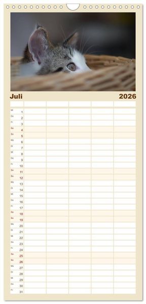 Produktbild: Familienplaner 2026 - Katzenbabys beobachtet mit 5 Spalten (Wandkalender, 21 x 45 cm) CALVENDO