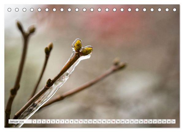 Produktbild: Feine Formen der Natur (Tischkalender 2026 DIN A5 quer), CALVENDO Monatskalender