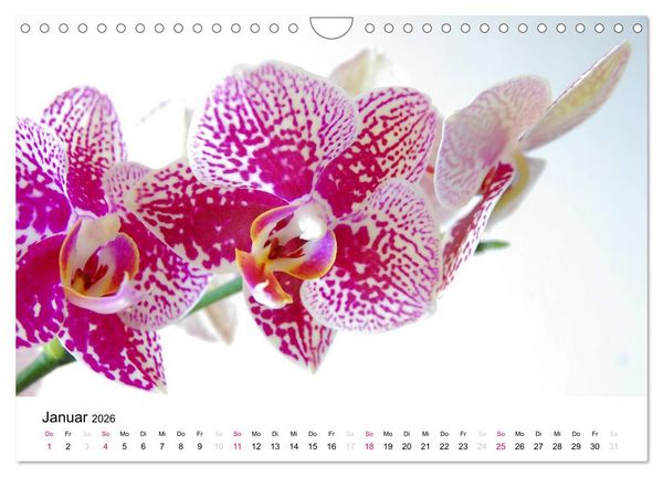Produktbild: Orchideen Tr&auml;ume (Wandkalender 2026 DIN A4 quer), CALVENDO Monatskalender