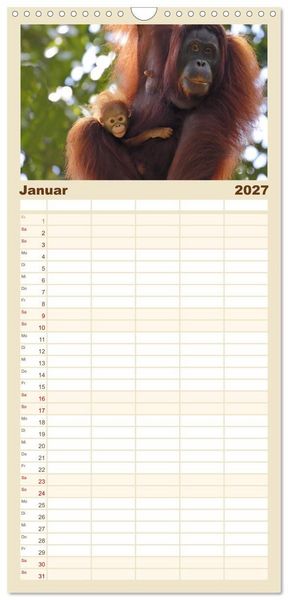 Produktbild: Familienplaner 2027 - Waldmenschen - Orang Utans auf Borneo mit 5 Spalten (Wandkalender, 21 x 45 cm) CALVENDO
