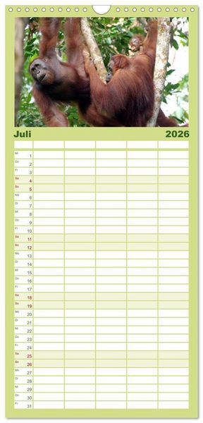 Produktbild: Familienplaner 2026 - Orang-Utans mit 5 Spalten (Wandkalender, 21 x 45 cm) CALVENDO
