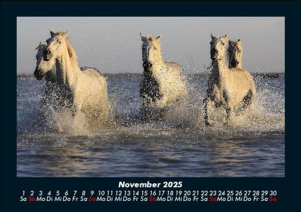 Produktbild: Pferdegefl&uuml;ster 2025 Fotokalender DIN A5