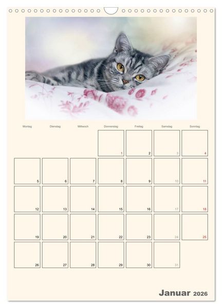 Produktbild: Schmusige Britisch Kurzhaar (Wandkalender 2026 DIN A3 hoch), CALVENDO Monatskalender
