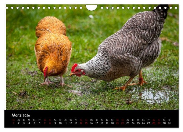 Produktbild: Neues von den Gartenh&uuml;hnern (Wandkalender 2026 DIN A4 quer), CALVENDO Monatskalender