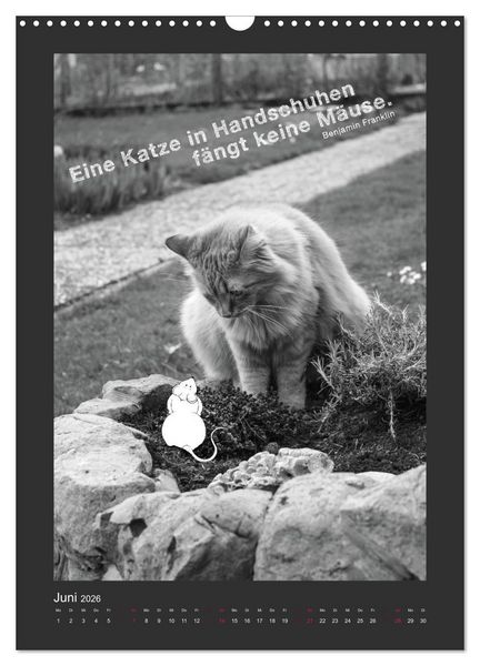 Produktbild: Katz & Maus (Wandkalender 2026 DIN A3 hoch), CALVENDO Monatskalender