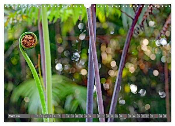 Produktbild: Im Regenwald von Borneo (Wandkalender 2026 DIN A3 quer), CALVENDO Monatskalender