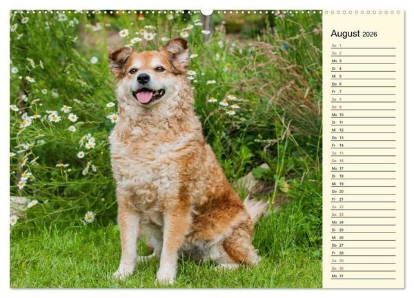 Produktbild: Altdeutsche H&uuml;tehunde - Fast vergessen (hochwertiger Premium Wandkalender 2026 DIN A2 quer), Kunstdruck in Hochglanz