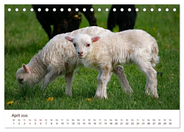 Produktbild: Sch&ouml;ne Schafe (Tischkalender 2026 DIN A5 quer), CALVENDO Monatskalender