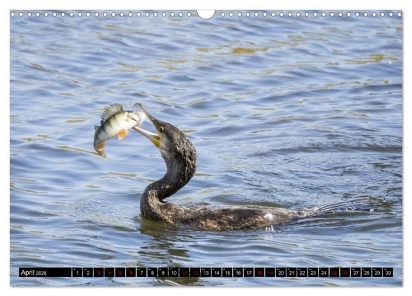 Produktbild: Der Kormoran - Ein intelligenter Fischj&auml;ger (Wandkalender 2026 DIN A3 quer), CALVENDO Monatskalender