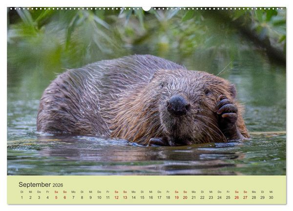 Produktbild: Faszination Biber (Wandkalender 2026 DIN A2 quer), CALVENDO Monatskalender