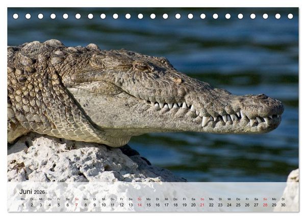 Produktbild: Gro&szlig;e Echsen. Krokodile und Alligatoren (Tischkalender 2026 DIN A5 quer), CALVENDO Monatskalender