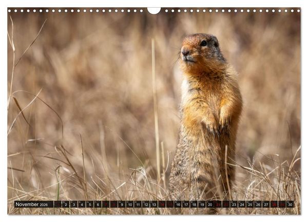 Produktbild: Wildtierkalender (Wandkalender 2026 DIN A3 quer), CALVENDO Monatskalender
