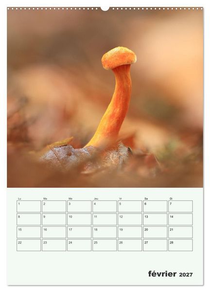 Produktbild: Champignons magiques - Beaut&eacute;s &eacute;ph&eacute;m&egrave;res (Calendrier mural 2027 DIN A2 horizontal), CALVENDO calendrier mensuel