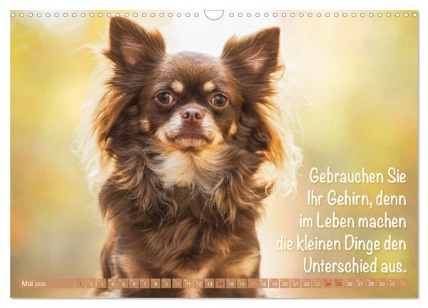 Produktbild: Chihuahua: Kleine Hunde, aber oho (Wandkalender 2026 DIN A3 quer), CALVENDO Monatskalender
