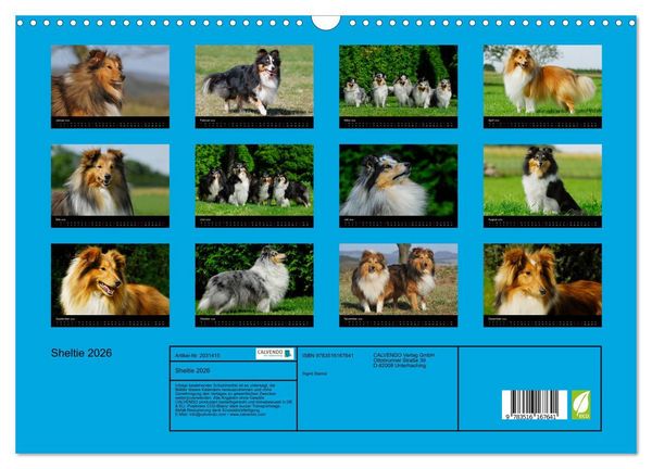 Produktbild: Sheltie 2026 (Wandkalender 2026 DIN A3 quer), CALVENDO Monatskalender