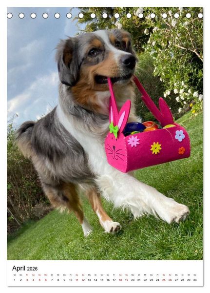 Produktbild: Hermine - Ein Jahr mit einem Mini Australian Shepherd (Tischkalender 2026 DIN A5 hoch), CALVENDO Monatskalender