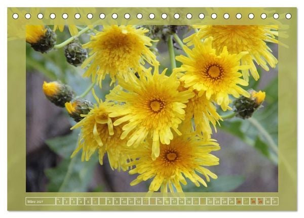 Produktbild: Wundersame Kanarenflora (Tischkalender 2027 DIN A5 quer), CALVENDO Monatskalender