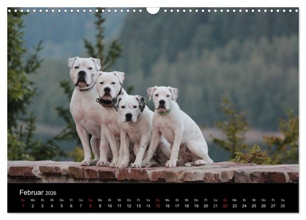 Produktbild: American Bulldog - stolz, loyal, einzigartig (Wandkalender 2026 DIN A3 quer), CALVENDO Monatskalender