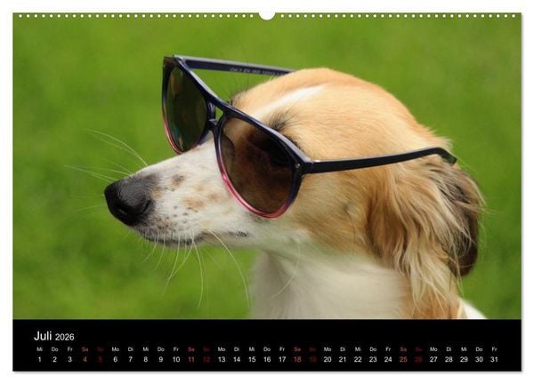Produktbild: Der Silken Windsprite - ein Seelenhund (hochwertiger Premium Wandkalender 2026 DIN A2 quer), Kunstdruck in Hochglanz