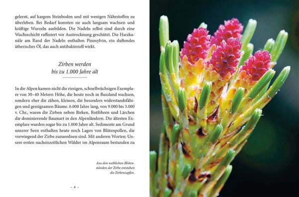 Das kleine Buch: Das Geheimnis der Zirbe